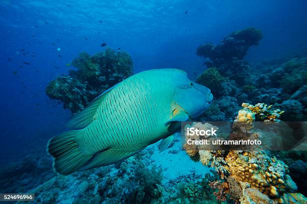 Napoleonfish Underwater Sea Life Coral Reef Stock Photo - Download Image Now - Animal Wildlife, Animals In The Wild, Beauty In Nature