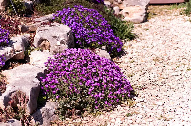 Purple blooming aubrieta in a rock garden
