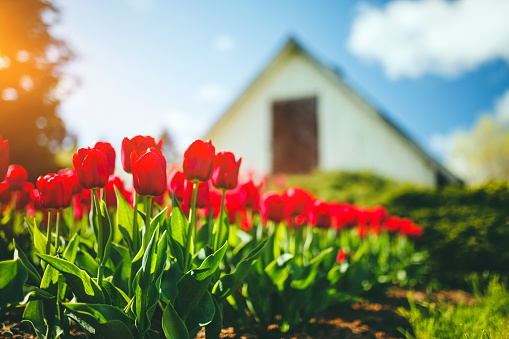 Red Tulips