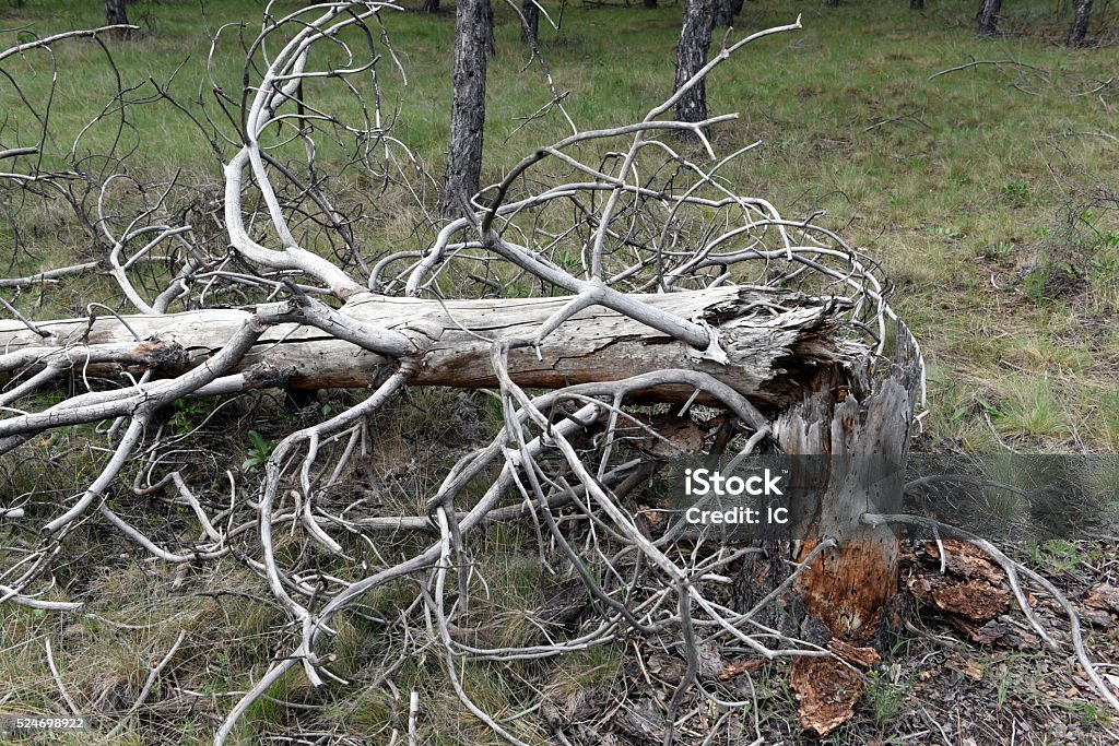 Broken Tree Stock Photo - Download Image Now - Accidents and Disasters ...