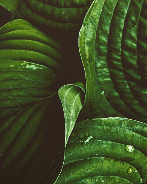 istock Close up of plant leaves 524699112