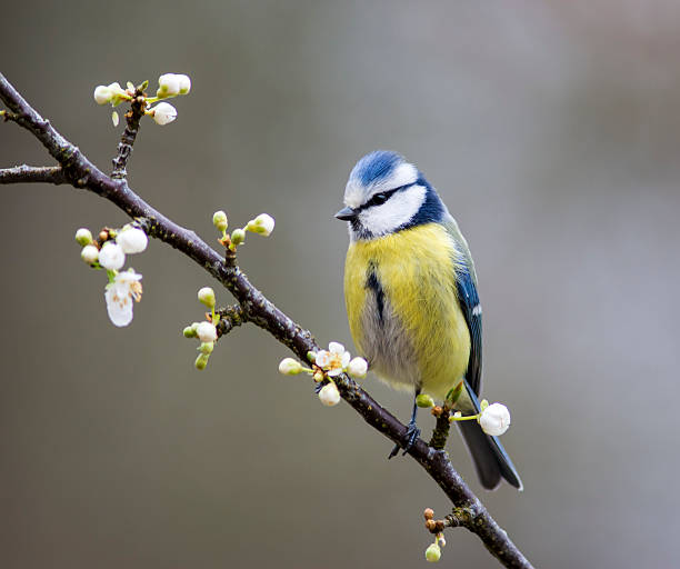 istock Blue Tit in flowering mirabelle 524699874