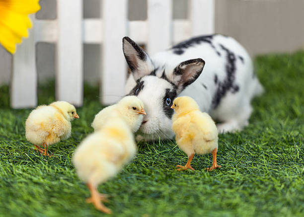istock Rabbit playing with chickens in the garden. 524700286