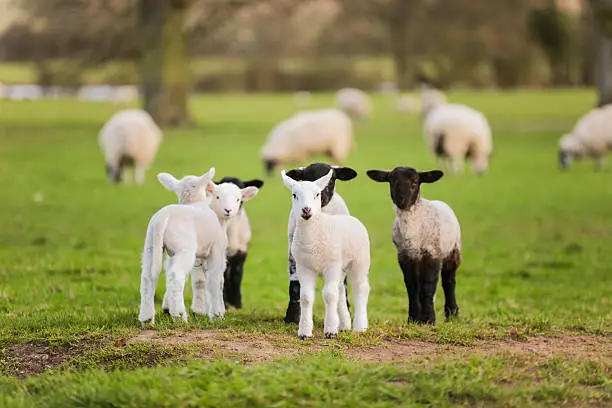 Young baby spring lambs and sheep in a green farm field