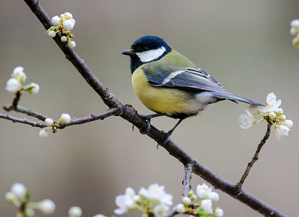 istock Great Tit in flowering mirabelle 524701306