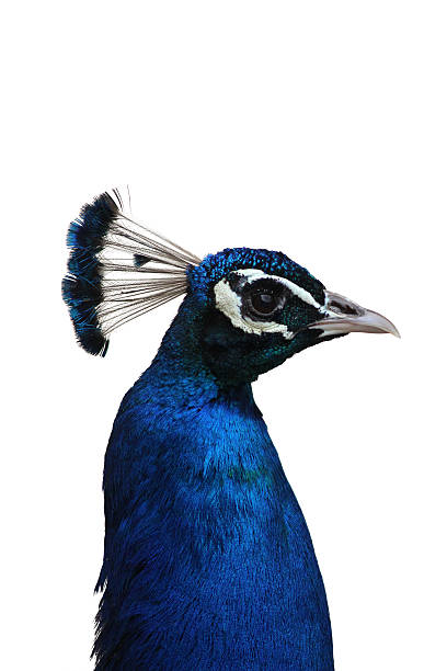 павлин изолированные головы - close up peacock animal head bird стоковые фото и изображения