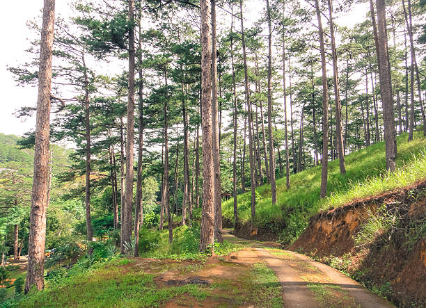 istock Forest of Vietnam. Southeast Asia nature 524703248
