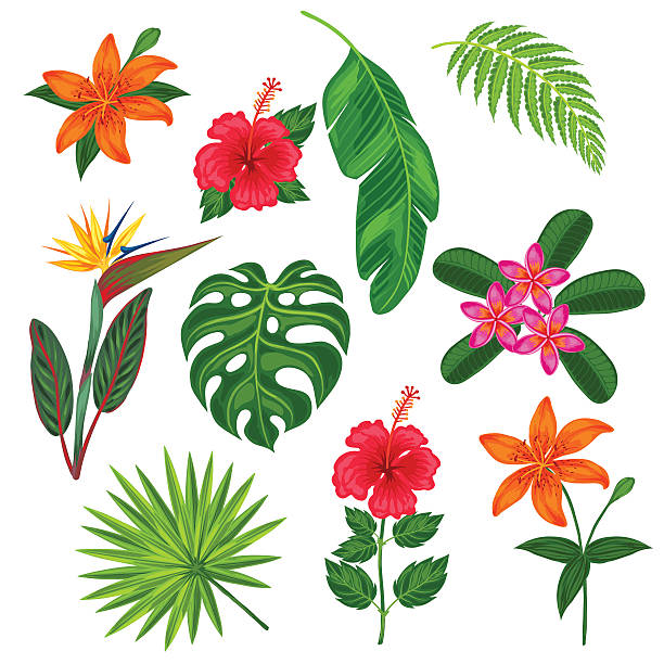 ein satz von gestalteten tropischen pflanzen, blättern und blumen. objekte für - tropischer strauch stock-grafiken, -clipart, -cartoons und -symbole