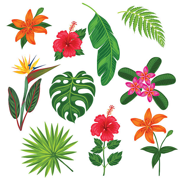 ilustraciones, imágenes clip art, dibujos animados e iconos de stock de conjunto de fotografías estilizadas y plantas tropicales, hojas y flores. objetos para - flower single flower leaf tree