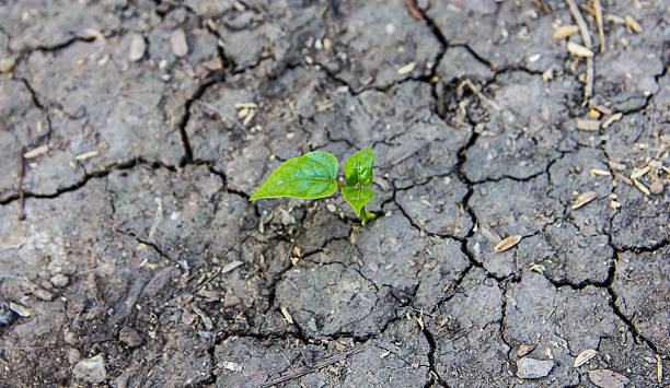 istock Dry clay and new born  green leaf 524706202