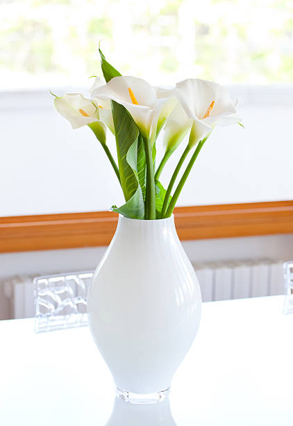 istock Zantedeschia aethiopica 524706756