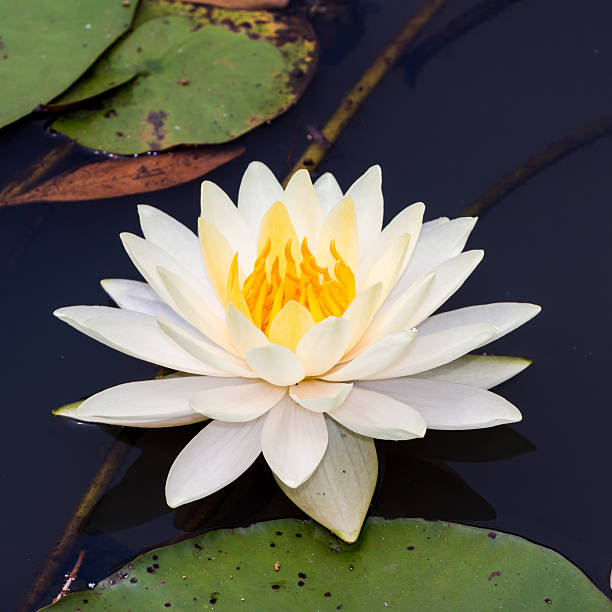 istock White lotus in the garden. 524707020