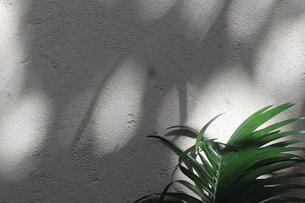 Ominous shadows with palm against a white concrete wall