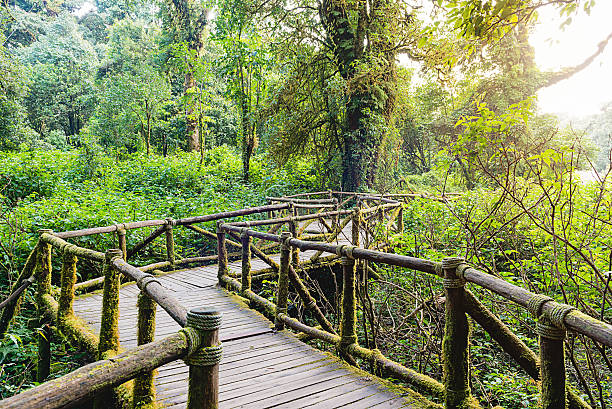 istock Moss around the wooden walkway in rain forest 524709342