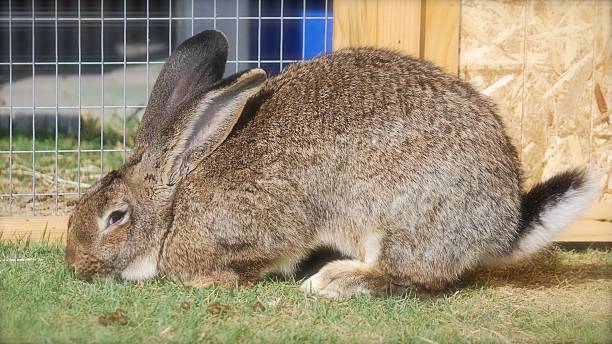 Flemish giant rabbit is sitting in my garden My pet " Egor " is waitng for some does to show up in front of the gate. benelux stock pictures, royalty-free photos & images