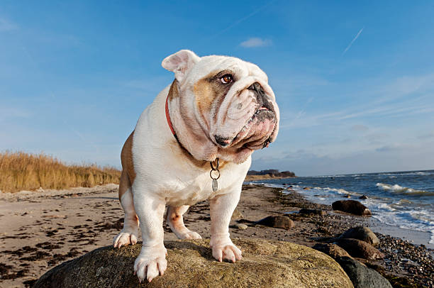 istock Cute British Bulldog  Strikes a Pose At The Beach. 524710038