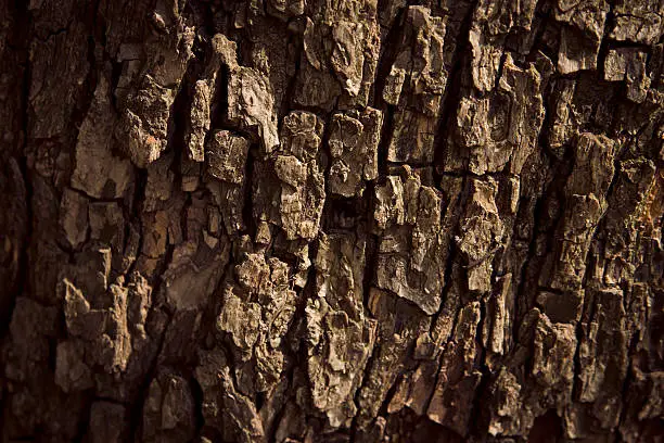 Old tree cracked bark background