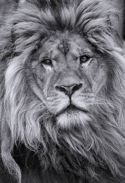 istock African lion male 524712058