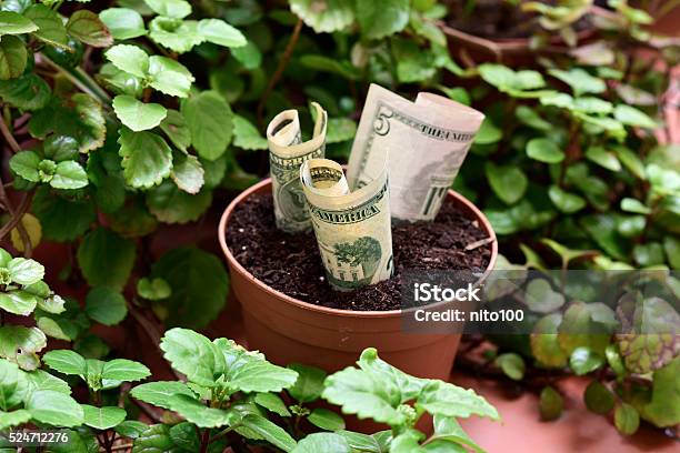 Money Plant Stock Photo - Download Image Now - Currency, Flower Pot, Horizontal
