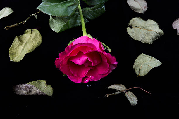 Close up of defocused macro rose flower.