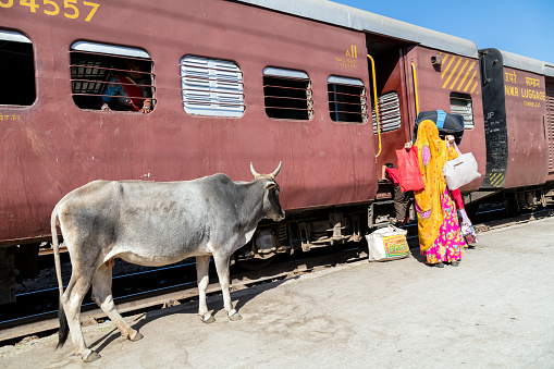 Phulad, India - December 5, 2015: Holy cow standing on the platform of a small train station in Phulad. Beside are visible people with luggage getting on the local train arrived from Khamlighat. Hindus regard the animals as sacred and will not kill or eat them.