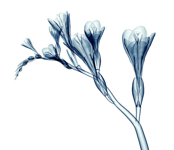 immagine a raggi x di un fiore isolato su bianco, fresia - roentgenogram foto e immagini stock