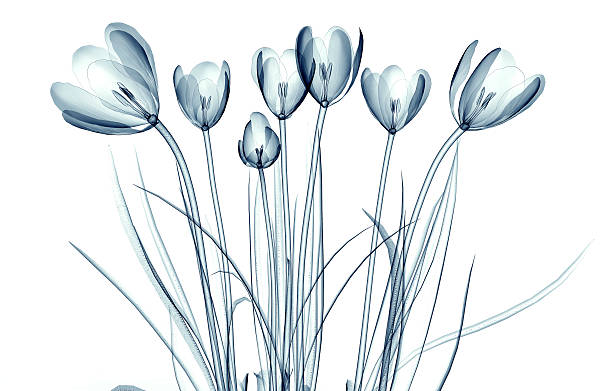 x-ray bilder von einer blume isoliert auf weiß, krokus - crocus blooming flower head temperate flower stock-fotos und bilder