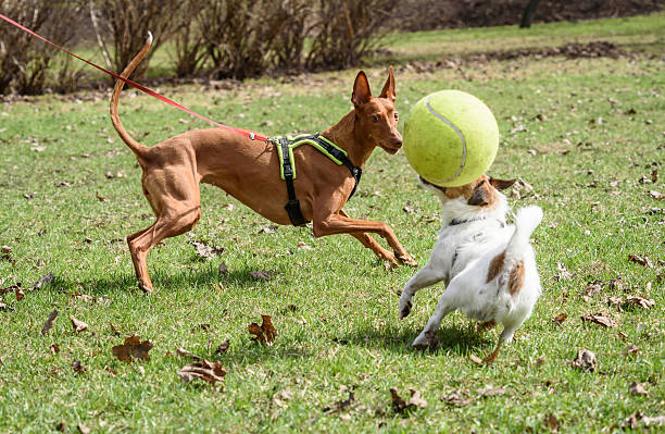 istock Pharaoh Hound on leash wants to join other dogs game 524713484