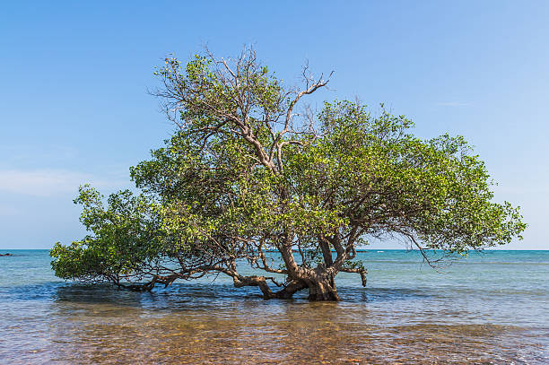 istock The tree in Andaman Sea, Thailand 524713668