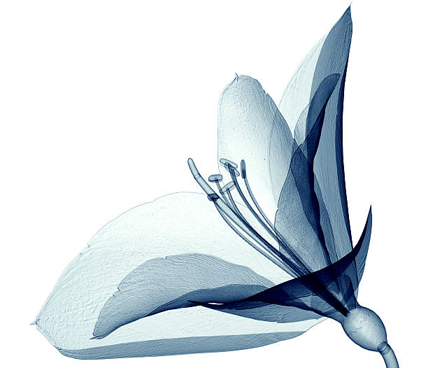 x-ray image of a flower  isolated on white, the Amaryllis 3d illustration
