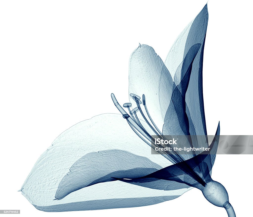 x-ray image of a flower isolated on white , the Amaryllis x-ray image of a flower  isolated on white, the Amaryllis 3d illustration Flower Stock Photo