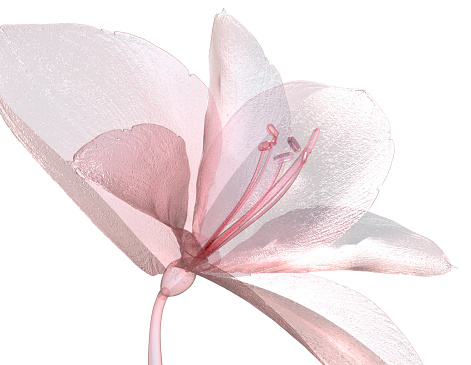 image of a flower  isolated on white , the Amaryllis 3d illustration