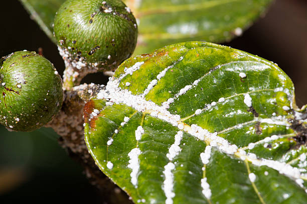 schmierlaus auf blatt feigen. anlage blattlaus insekt schädlingsbefall - scale insect stock-fotos und bilder