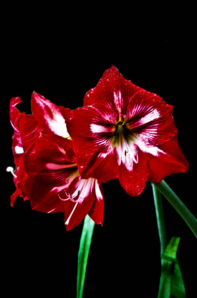 istock pair of flower 524717175