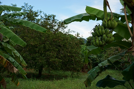 tamarind plantation and banana plantation mix together