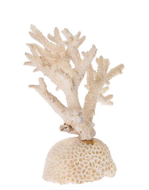istock isolated white coral branch 524718261