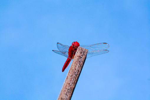 red dragonfly resting on a piece of wood with a blue sky background.