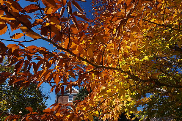 istock Brown and Yellow Leaves 524718397