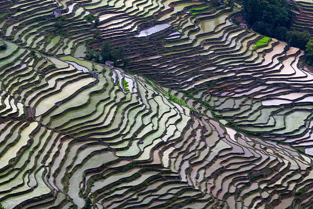 istock Terraced rice field in Yunnan province, China 524719609