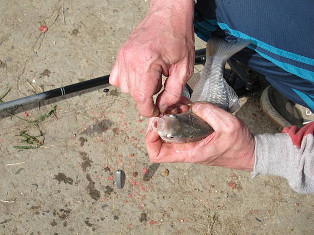istock Caught crucian on a hook in the hands of man 524719690