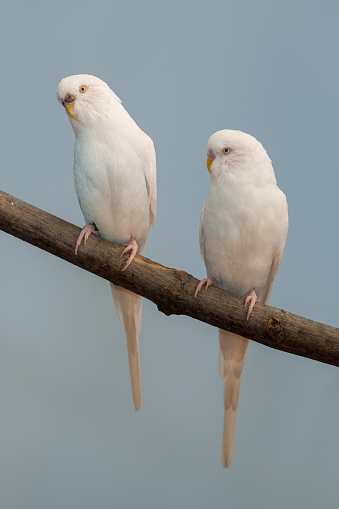 Pair of white and blue parakeets perched on bare branch against clear blue sky