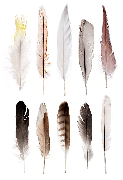 istock set of ten straight feathers isolated on white 524719975