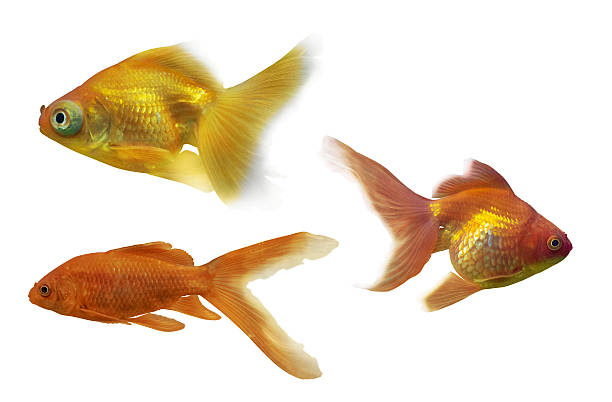 istock set of three goldfishes isolated on white 524719981