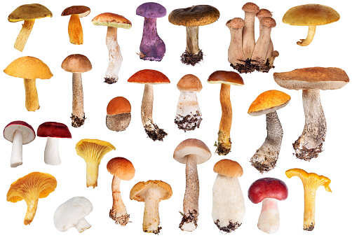 set of edible mushrooms isolated on white background