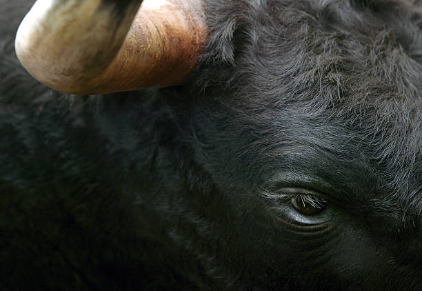 The Charolais is the second-most numerous cattle breed in France after the Holstein Friesian and is the most common beef breed in that country, ahead of the Limousin.