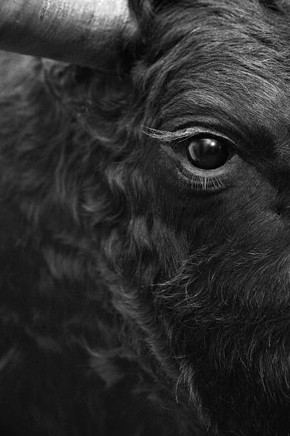 istock Fighting bull head detail in black and white 524720419