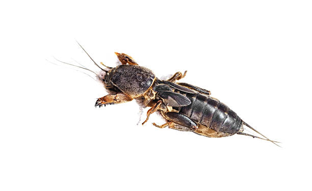 istock Gryllotalpidae in white 524720810