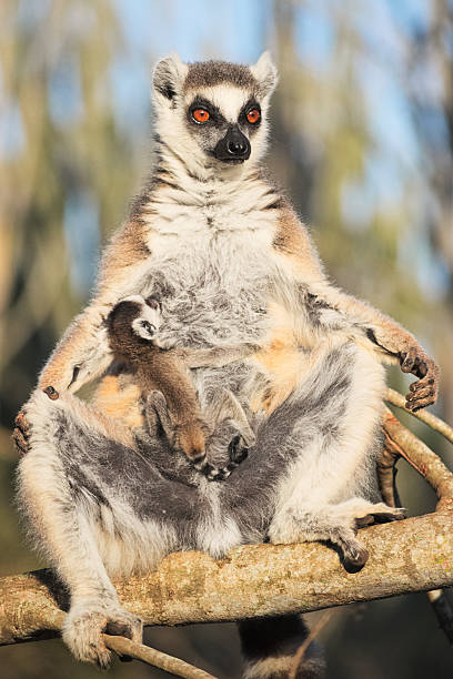 Lemur cattta, ring-tailed lemur, sun bathing and suckling a baby stock photo