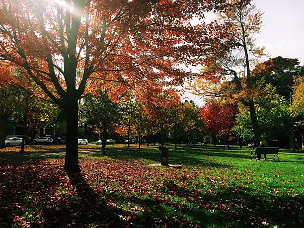 Toronto, Canada - October 27, 2014: A person sits on a bench enjoying a sunny fall day and the vividly coloured trees in a Toronto park. Toronto calls itself \