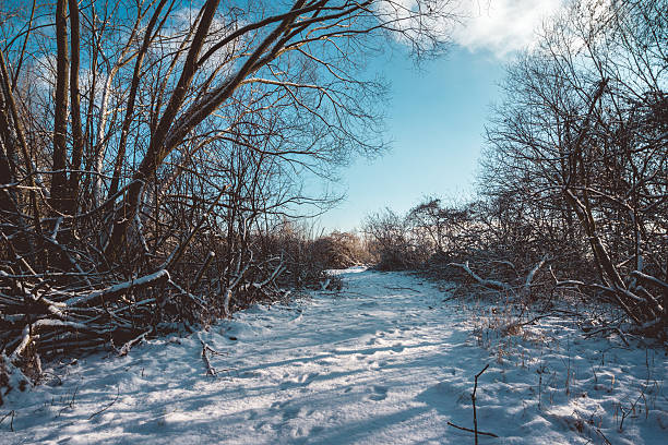 istock Shadows and Footprints on Snowy Trail on Sunny Day 524721360